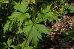 Tall thimbleweed